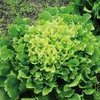 Winterendivien Gialla a cuore Samen - Cichorium endivia - Produktbild-Vorschau 3
