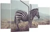 Bild auf Leinwand - Leinwandbild - Zebra Tier Wiese - Produktbild-Vorschau 1