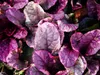 Stauden Gänge 10 x Ajuga reptans ‚Burgundy Glow' - Produktbild-Vorschau 4