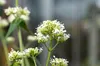 Rote Spornblume Albus, im Topf - Centranthus ruber Produktbild-Vorschau 6