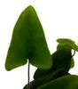 Mini rostlina Hemionitis arifolia (srdcovitá kapradina) – Náhled obrázku produktu 2
