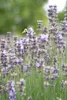 Lavandula angustifolia 'Munstead', Lavendel, violett, ca. Produktbild-Vorschau 1