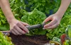 GARDENA Micro-Drip-System Hahnanschluss 4,6mm (3/16") Produktbild-Vorschau 10