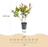 Green boutiQ - 16x Photinia fraseri Little Red Robin - Produktbild-Vorschau 3