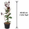 Lagerstroemia indica Rhapsody in Blue 40–60 cm – Violette Produktbild-Vorschau 5