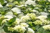 A close-up view of white hydrangeas with green leaves. Produktbild-Vorschau