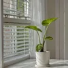 Alokasie - 2 Stk - Alocasia 'Macrorrhizos' - Höhe 60-70cm - Produktbild-Vorschau 5