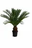 A potted plant on a white background. Náhled obrázku produktu
