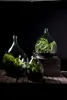 Three glass terrariums with plants inside, displayed on wooden planks and a wooden crate. Náhľad obrázku produktu