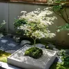 A Japanese maple tree in a zen garden setting. Produktbild-Vorschau