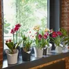 Lechuza Samozavlažovací květináč Orchidea 18 cm, bílá Náhled obrázku produktu 23
