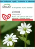 SAFLAX Set regalo - Cerastio - 1000 semi - Stellaria Anteprima dell’immagine prodotto 1