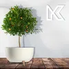 A potted orange tree sits on a wooden surface in front of a textured white wall with a stylized 'K' logo on it. Voir les images du produit