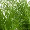Cyperus zumula, im 12er Topf, Katzengras, Höhe ca. 20cm Produktbild-Vorschau 3