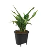 A potted plant in a black pot against a white background. Produktbild-Vorschau