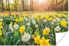 MuchoWow® Poster Narzisse - Farben - Frühling 30x20 cm - Produktbild-Vorschau 1