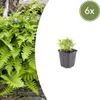 Polypodium vulgare, felce - 6 piante, Ø9cm, altezza Anteprima dell’immagine prodotto 3