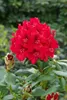 Rhododendron Hybride Erato 40-50 cm, im Topf, immergrün Produktbild-Vorschau 8