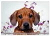 Rhodesian Ridgeback Augen-Blicke (Wandkalender 2027 DIN A3 Produktbild-Vorschau 8