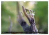 Kunstgalerie Wald - die verborgene Welt der Pilze Produktbild-Vorschau 7