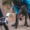 A person is putting booties on a dog's paws. Produktbild-Vorschau