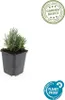 Lavandula angustifolia 'Dwarf Blue' | 12 stuks - 10-25cm - Anteprima dell’immagine prodotto 2
