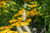 Pennisetum alopecuroides 'Little Bunny', Lampenputzergras, Produktbild-Vorschau 9