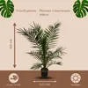 Trendyplants - Phoenix Canariensis - Výška 150-170 cm - Náhľad obrázku produktu 3