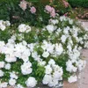 Rose  - Kordes Rigo-Rose - Rose « Diamant » Voir les images du produit 2
