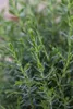 Juniperus communis 'Arnold', Wacholder, 60–80 cm Produktbild-Vorschau 2