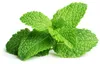 EMSA Click & Grow Peppermint Anteprima dell’immagine prodotto 4