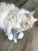A fluffy cream-colored cat is lying on a wooden floor and playing with a gray toy mouse. Produktbild-Vorschau