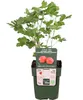 Dehner Bio Stachelbeere Captivator, Ribes uva-crispa, Produktbild-Vorschau 2