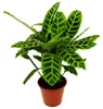 Roslina cieniolubna w paski XXL - Calathea zebrina - Zebra Podgląd zdjęcia produktu 1