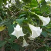 White trumpet-shaped flowers hanging from branches with green leaves. Produktbild-Vorschau