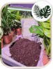 Blumenerde Premium - 10L - für Zimmerpflanzen - Hochwertige Produktbild-Vorschau 4