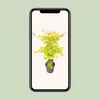 Japanse esdoorn 'Orange Dream', oranje bladkleur. Hoogte: Productafbeelding-voorbeeld 11