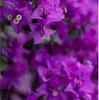 Bugenwilla - Bougainvillea 'Alexandra' - Wysokość 50-60cm - Podgląd zdjęcia produktu 4