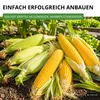 Zuckermais Golden Bantam Samen - Zea mays - Zuckermaissamen Produktbild-Vorschau 5