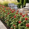 GreenboutiQ - Obstpflanzen - Himbeere - Rubus idaeus Ottawa Produktbild-Vorschau 5