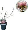 Tulpen-Magnolie Magnolia Soulangiana - Strauch/Baum - Produktbild-Vorschau 2