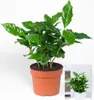 BALDUR Garten 1x Coffea arabica, Pflanze im 12 cm-Topf, Produktbild-Vorschau 2