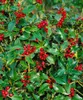 Stechpalme Alaska 10-15 cm, im Topf - Ilex aquifolium, Produktbild-Vorschau 9