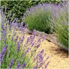 Plants by Frank | 6 Blauer Duft-Lavendel Pflanzen | Produktbild-Vorschau 2