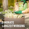 COMPO Bambus und Ziergräser Langzeit-Dünger für 22 m² - 850 Produktbild-Vorschau 9