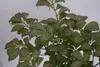 Euonymus alatus Compactus - Korkflügelstrauch Compactus - Produktbild-Vorschau 3