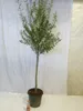 [Palmenlager] XXL Olivenbaum / Olea europea 200 cm Produktbild-Vorschau 2