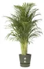 elho Greenville Rund 40cm Blumentopf - Leaf Green Produktbild-Vorschau 3