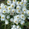 6 x Perlkörbchen  - Anaphalis margaritacea 'Neuschnee'  | Produktbild-Vorschau 1