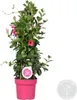 Bloomique - Mandevilla Sundaville - Jaśmin chilijski - Podgląd zdjęcia produktu 1